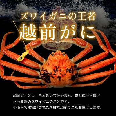 【年末配送】越前がに (ズワイガニ)800g×3杯