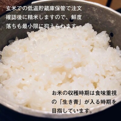 令和7年産新米　福井県産ミルキークイーン　白米10kg