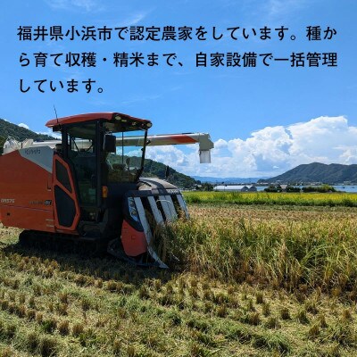 令和7年産新米　福井県産ミルキークイーン　白米10kg