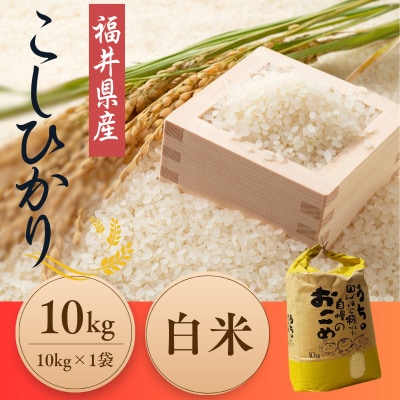 先行受付　令和7年産福井県産こしひかり　白米10kg