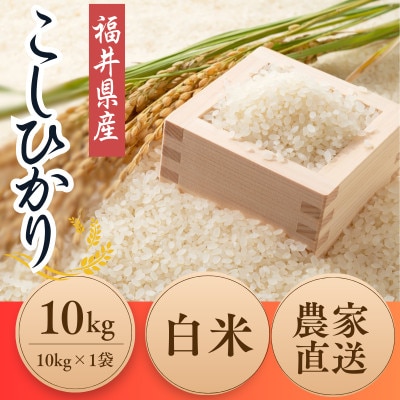 令和7年産福井県産こしひかり　白米10kg　レビューキャンペーン実施中!