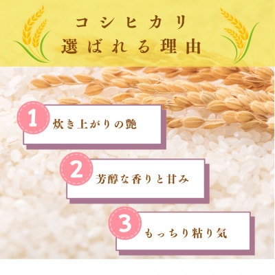 令和8年産【新米】福井県産こしひかり　白米10kg