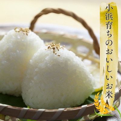 先行受付　令和7年産福井県産こしひかり　白米10kg