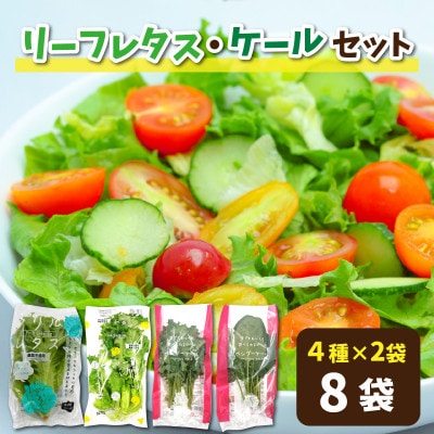 栽培期間中農薬不使用!植物工場栽培　リーフレタス・ケールセット