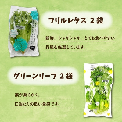 栽培期間中農薬不使用!植物工場栽培　リーフレタス・ケールセット