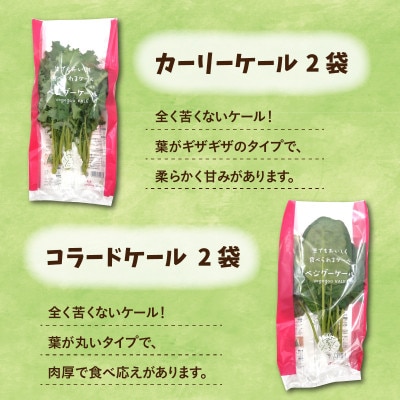 栽培期間中農薬不使用!植物工場栽培　リーフレタス・ケールセット