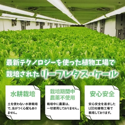 栽培期間中農薬不使用!植物工場栽培　リーフレタス・ケールセット