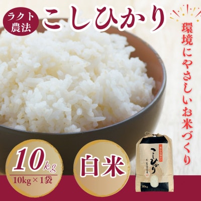 令和7年産新米 こしひかり白米10kg