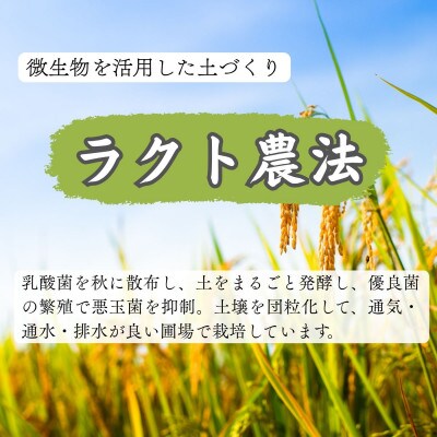 【新米】令和8年産 こしひかり白米10kg　ラクト農法
