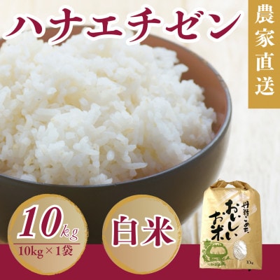 令和7年産　新米ハナエチゼン10kg・白米