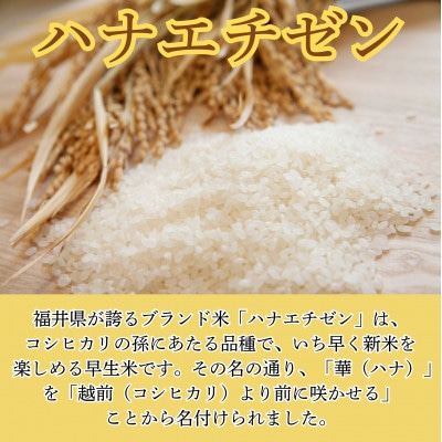 令和7年産　新米ハナエチゼン10kg・白米