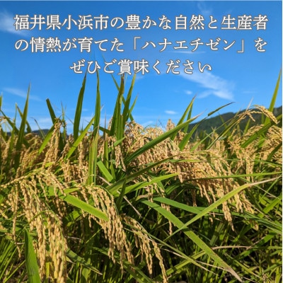 令和7年産　新米ハナエチゼン10kg・白米