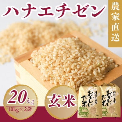 令和7年産新米ハナエチゼン　玄米　20kg