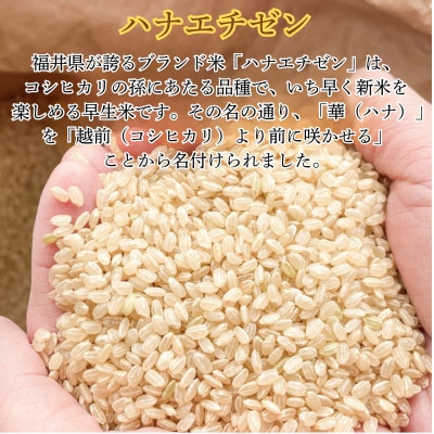 令和7年産新米ハナエチゼン　玄米　20kg