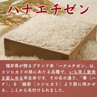 【新米】令和8年産ハナエチゼン　玄米　20kg