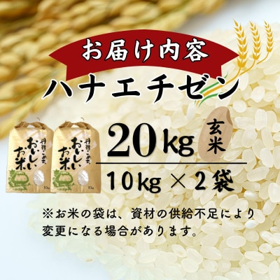 【新米】令和8年産ハナエチゼン　玄米　20kg