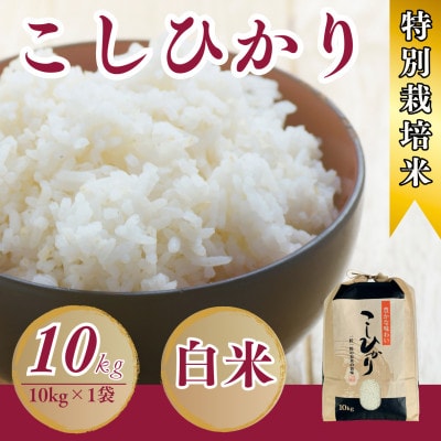令和7年産新米特別栽培米　こしひかり白米10kg