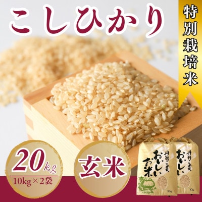 令和7年産新米特別栽培米　こしひかり玄米　20kg