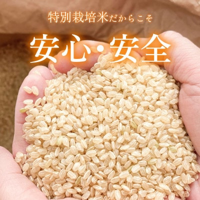 令和7年産新米特別栽培米　こしひかり　玄米　20kg