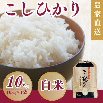 令和7年産新米 こしひかり白米10kg