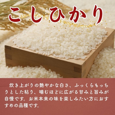 令和7年産 こしひかり白米10kg