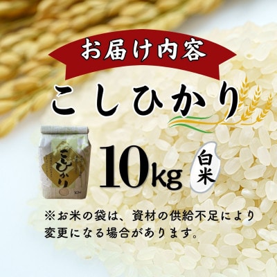 令和7年産 こしひかり白米10kg