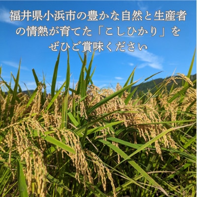 令和7年産新米こしひかり10kg