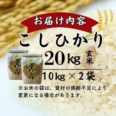 【新米】令和8年産こしひかり玄米　20kg(10kg×2袋)