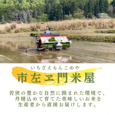 令和7年産　農家直送　福井県産こしひかり　白米10kg(5kg×2袋)