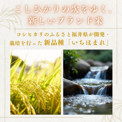 【毎月定期便】いちほまれ白米10kg全2回