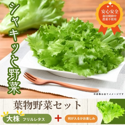 ツバキベジムーブの野菜セット フリルレタス500g+お楽しみ野菜約300g