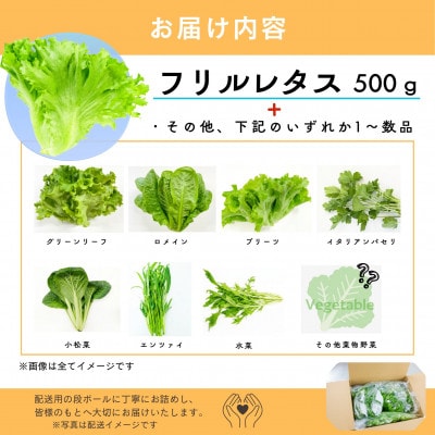 ツバキベジムーブの野菜セット フリルレタス500g+お楽しみ野菜約300g