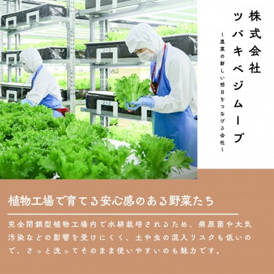 ツバキベジムーブの野菜セット フリルレタス500g+お楽しみ野菜約300g