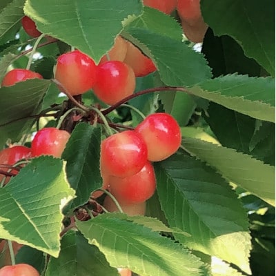 羽山のさくらんぼ品種おまかせサイズ(M～3L)約500g
