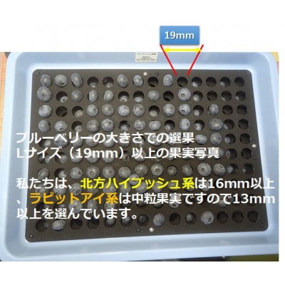 東京農工大学名誉教授「横山　正」ブランドのブルーベリー冷凍果実500gセット(品種おまかせ)