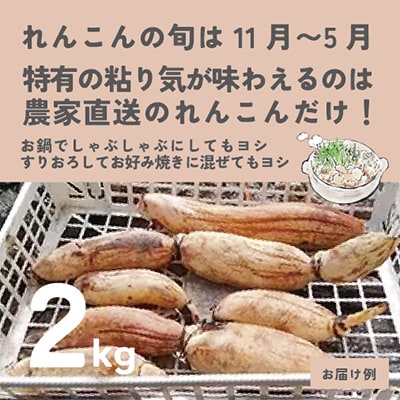 令和6年産予約受付　れんこん 2kg