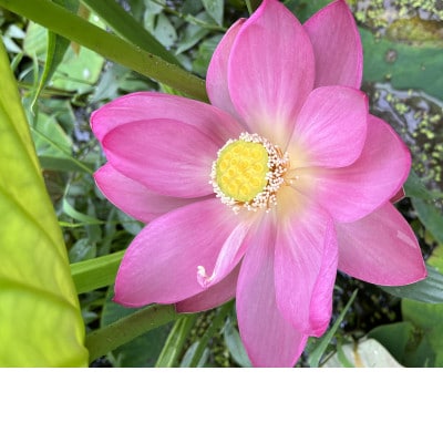 花ハス取り体験1名様