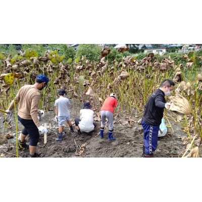 奈良県山添村発、大人2名+子供1名　レンコン掘り体験と贅沢レンコン鍋竹筒ご飯セット