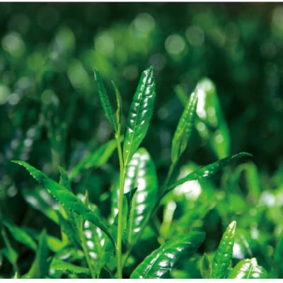 ほうじ茶　詰め合わせ