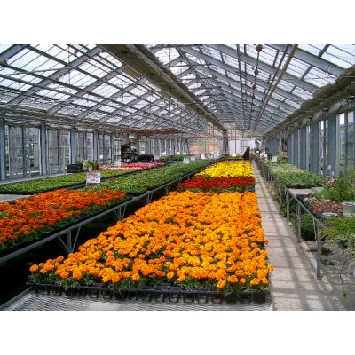 夏の花壇苗寄せ植え栽培セット お礼品詳細 ふるさと納税なら さとふる 夏の花壇苗寄せ植え栽培セット お礼品詳細 ふるさと納税なら さとふる