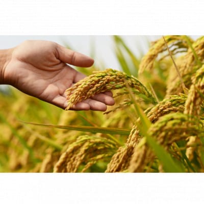 山添村産 一服米 コシヒカリ 3kg 精米