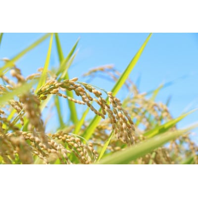 山添村産 一服米 コシヒカリ 3kg 精米