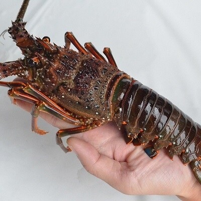 冷凍 黒潮町天然伊勢海老 2 5kg 3 10尾 1084 お礼品詳細 ふるさと納税なら さとふる