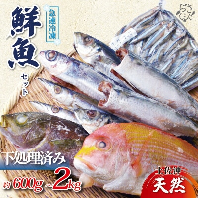 冷凍魚セット 600g (2-3種) 土佐佐賀産直出荷組合 [1712]