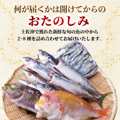 冷凍魚セット 600g (2-3種) 土佐佐賀産直出荷組合 [1712]