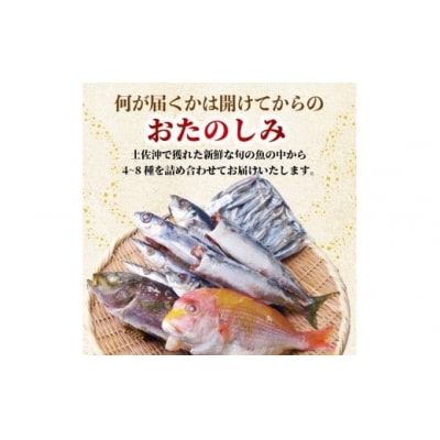 冷凍魚セット 2kg (4-8種) 土佐佐賀産直出荷組合 [1714-2]