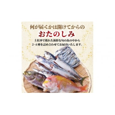 冷凍魚セット 1kg (2-4種) 土佐佐賀産直出荷組合 [1713-2]