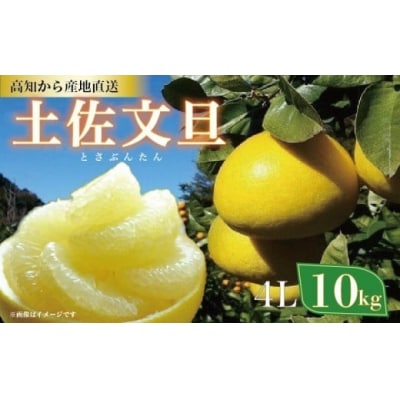 土佐文旦 10kg 4Lサイズ(ご家庭用) 植田農園 [1536-5]