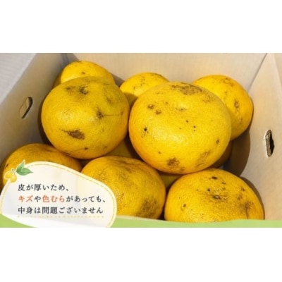 訳あり 土佐文旦 5kg サイズ混合(ご家庭用) 植田農園 [1914]