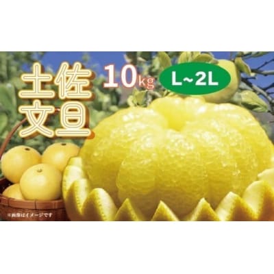 楽木工房の 土佐文旦 (ご家庭用) 10kg 《L・2Lサイズ》 [1513-2]